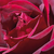 Czerwony  - Róża wielkokwiatowa - Hybrid Tea - Meicesar